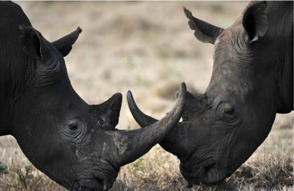 Τεχνητά κέρατα ρινόκερου για την καταπολέμηση της λαθροθηρίας